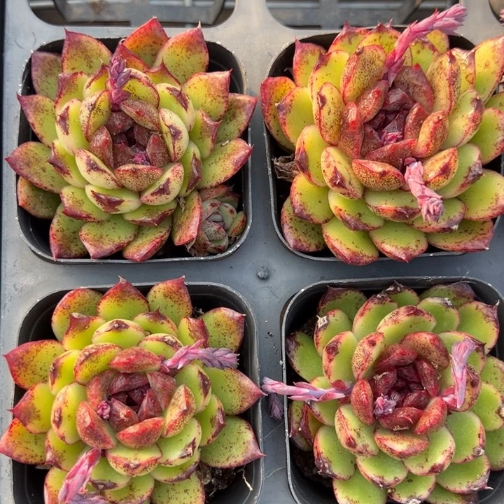 黑水晶玫瑰一颗量拍多肉满20包邮初7发