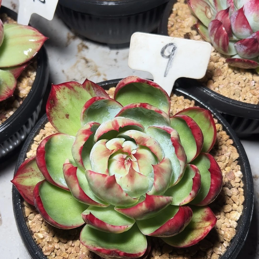 惊鸿仙子一物一拍9号