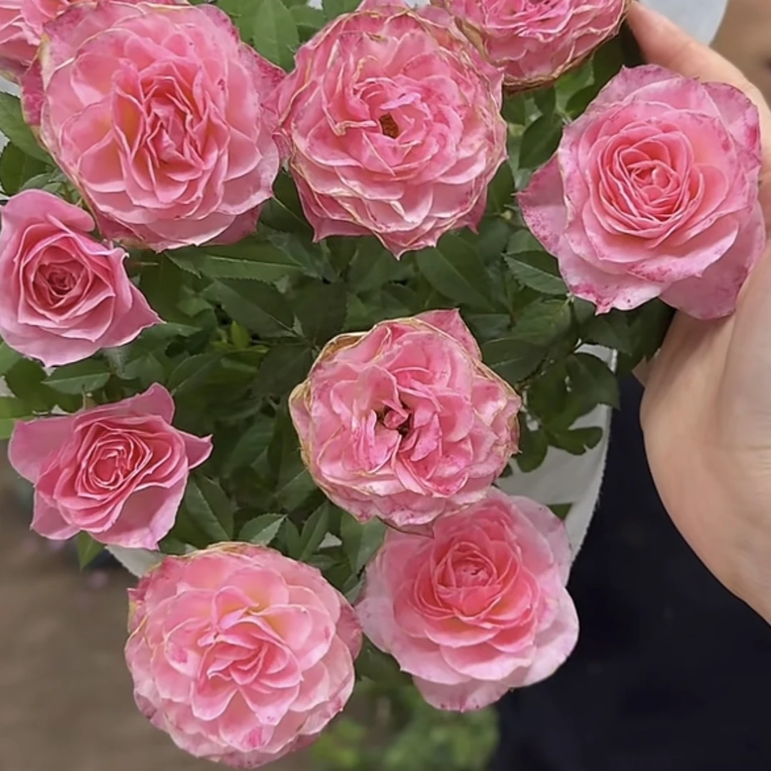 桃之夭夭月季花丛生盆栽花卉庭院月月开花耐晒耐寒发货快