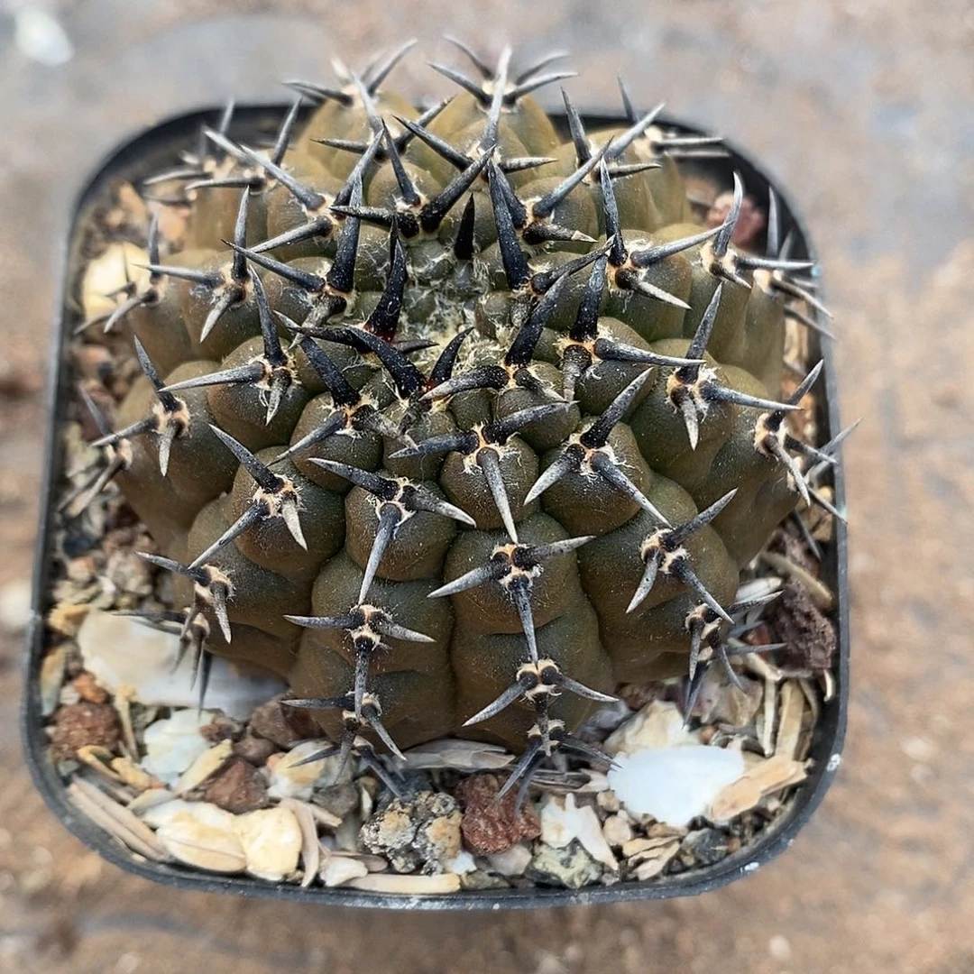 实生  黑刺凤头4.5公分左右一物一拍