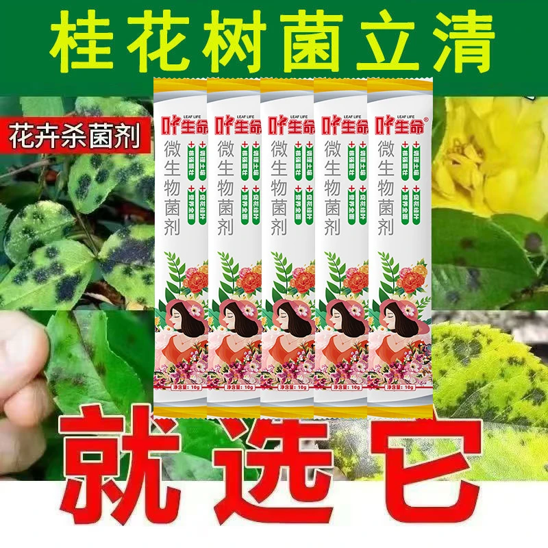 桂花枯叶病黄叶焦叶尖干叶虫孔叶斑病落叶专用肥桂花树肥料菌立清