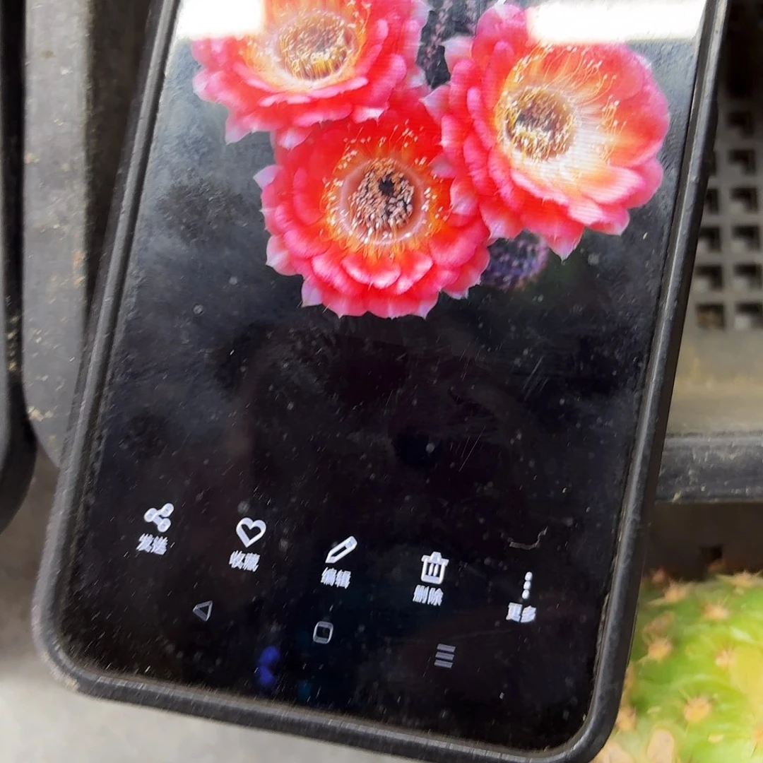 1537 侧牙20包邮12