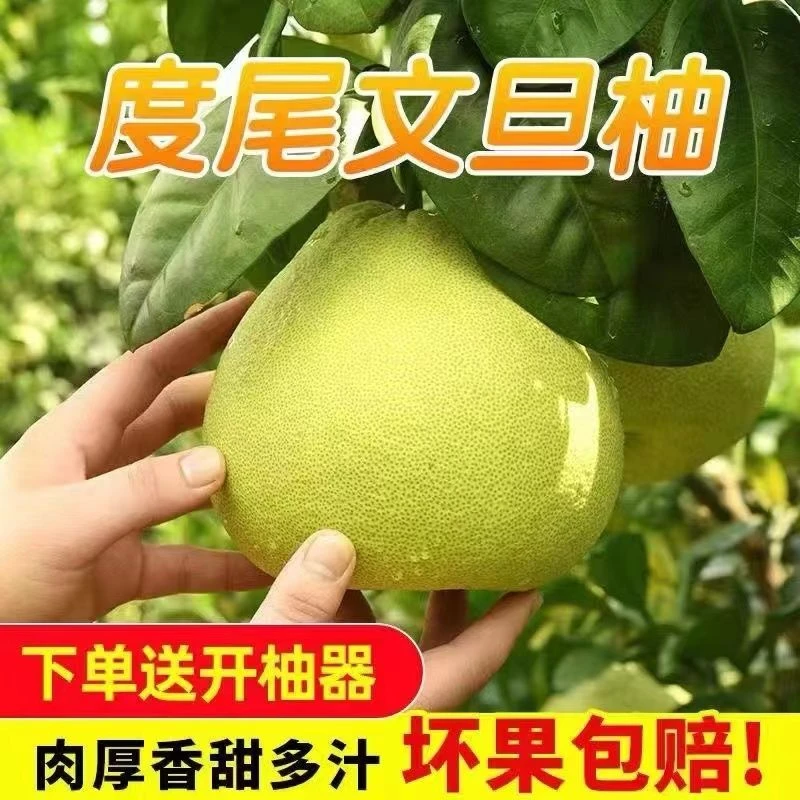 柚子正宗度尾文旦柚红心柚蜜柚福建仙游新鲜当季酸甜孕妇当季水果