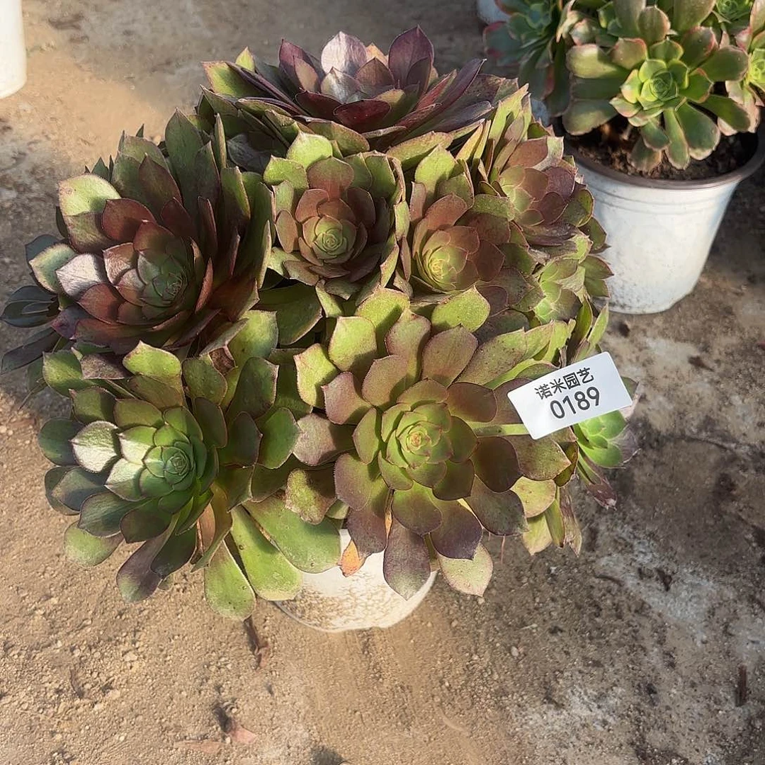 万圣节手捧多肉植物189