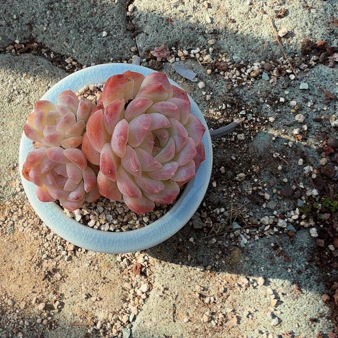 梦幻泡影多肉植物