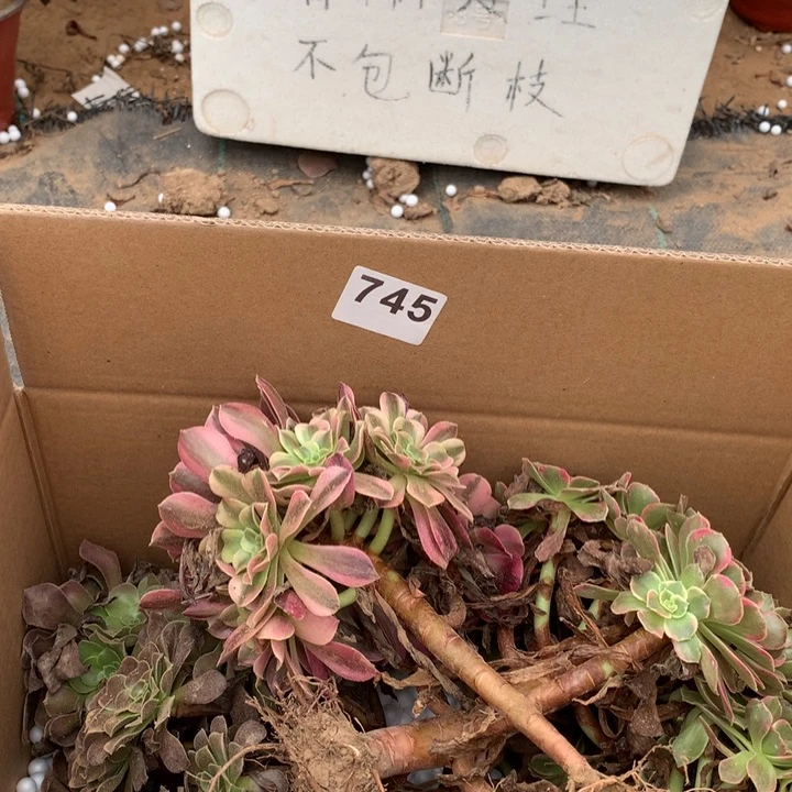 745三颗法师多肉