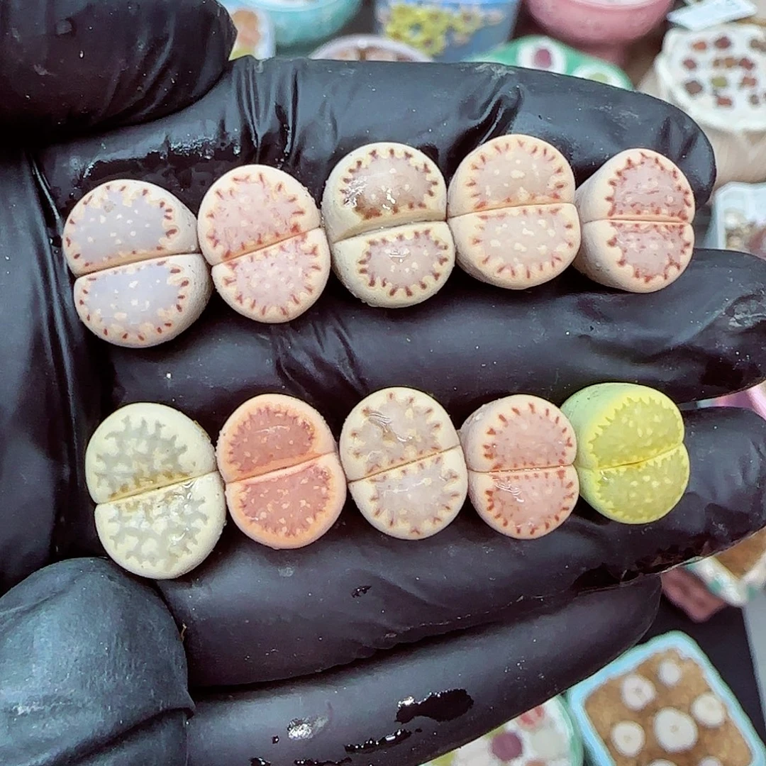 生石花18包邮0910-178