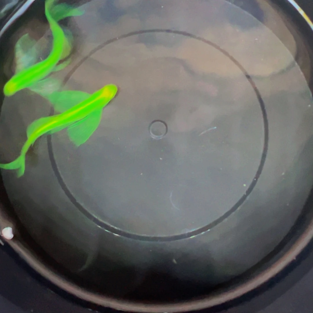 海水鱼绿翡翠蝶翼斑马鱼2条