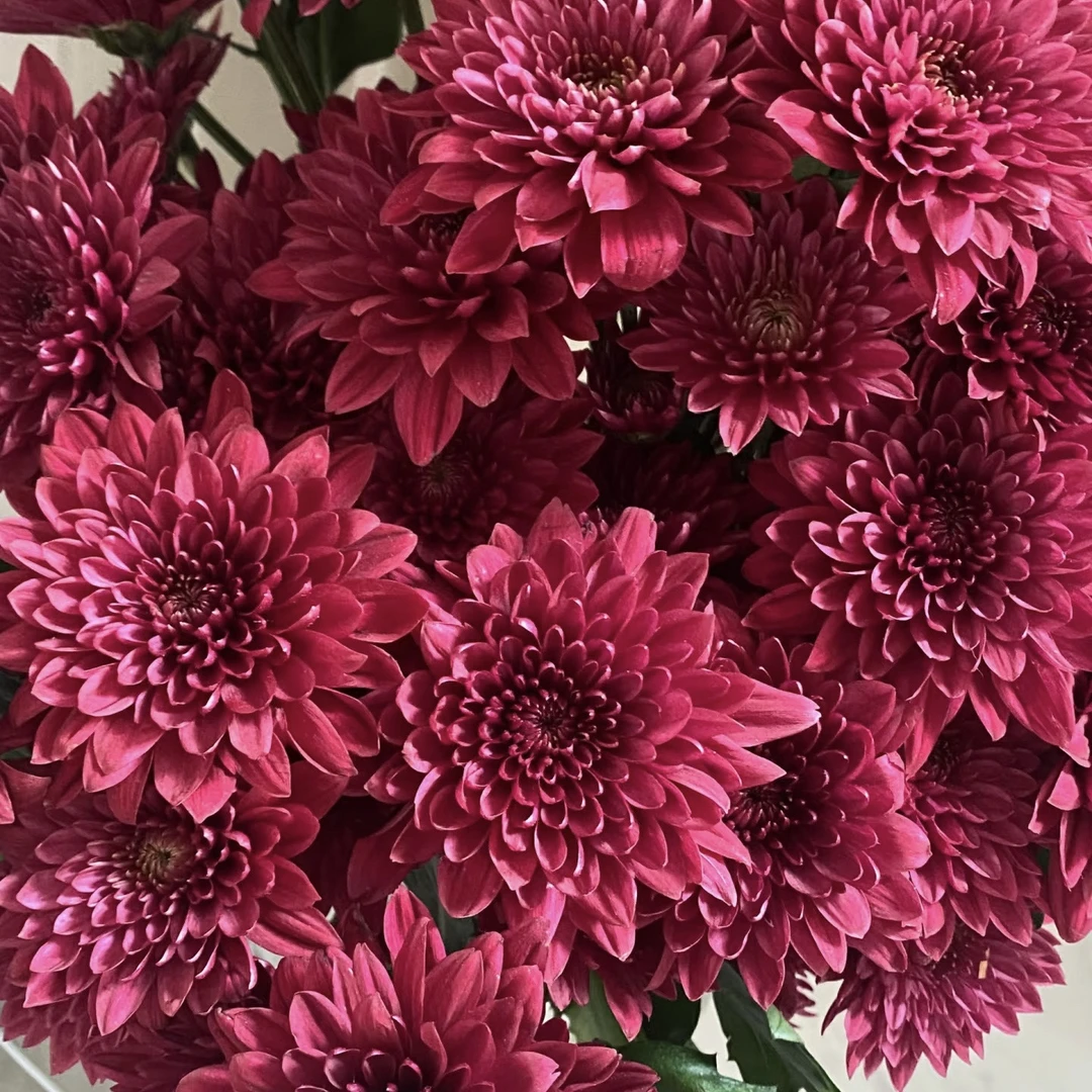 【紫丹特】小雏菊东北鲜花基地直发顺丰包邮办公室简单鲜花点缀