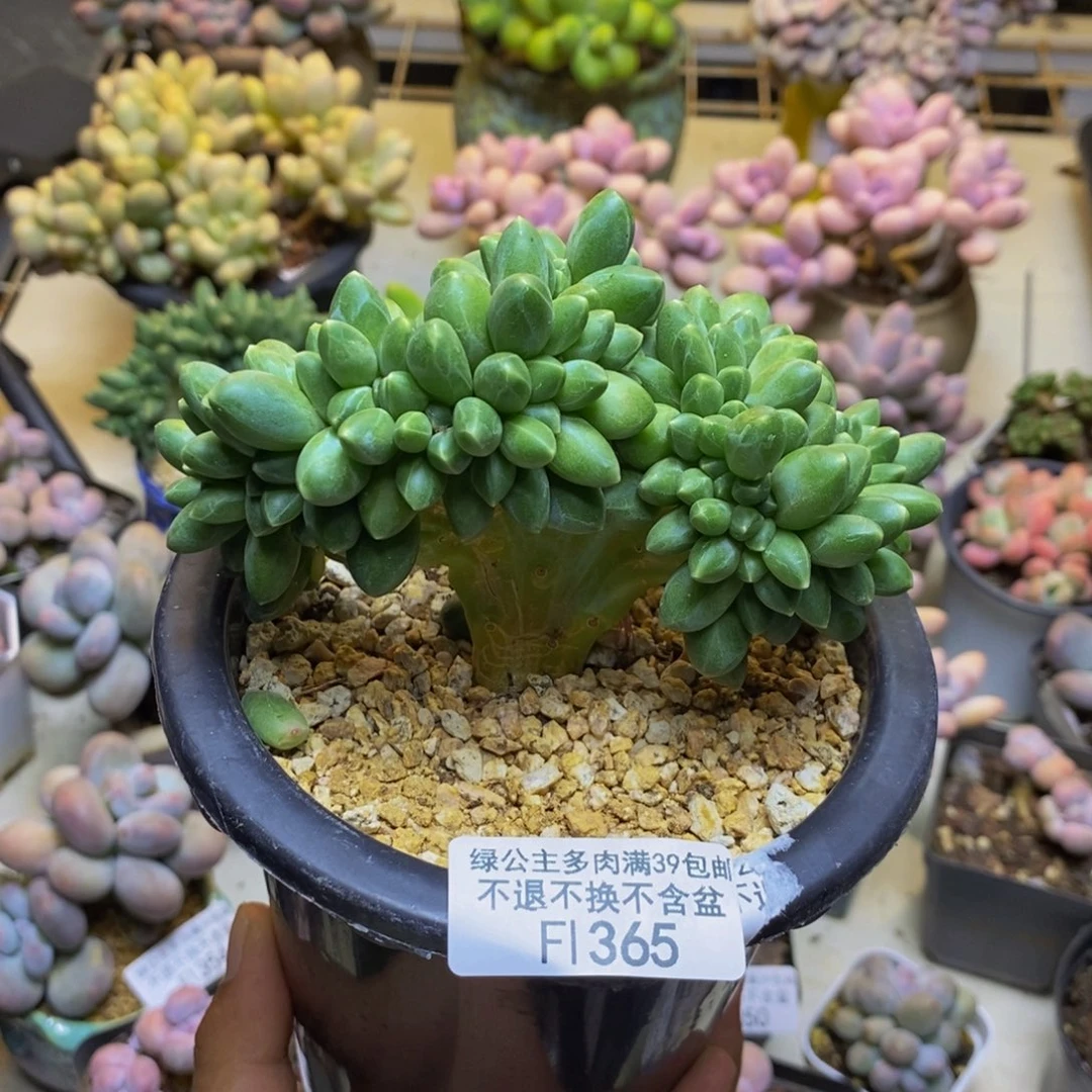 365香蕉树缀多肉10cm