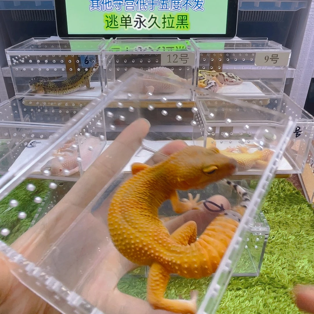 豹纹守宫守宫好看可爱迷人气质