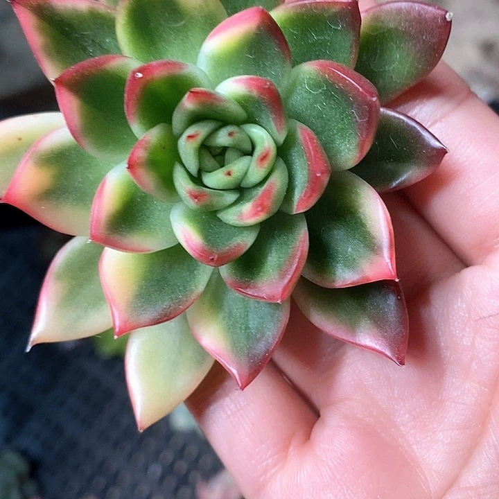 索菲亚锦一物一拍，