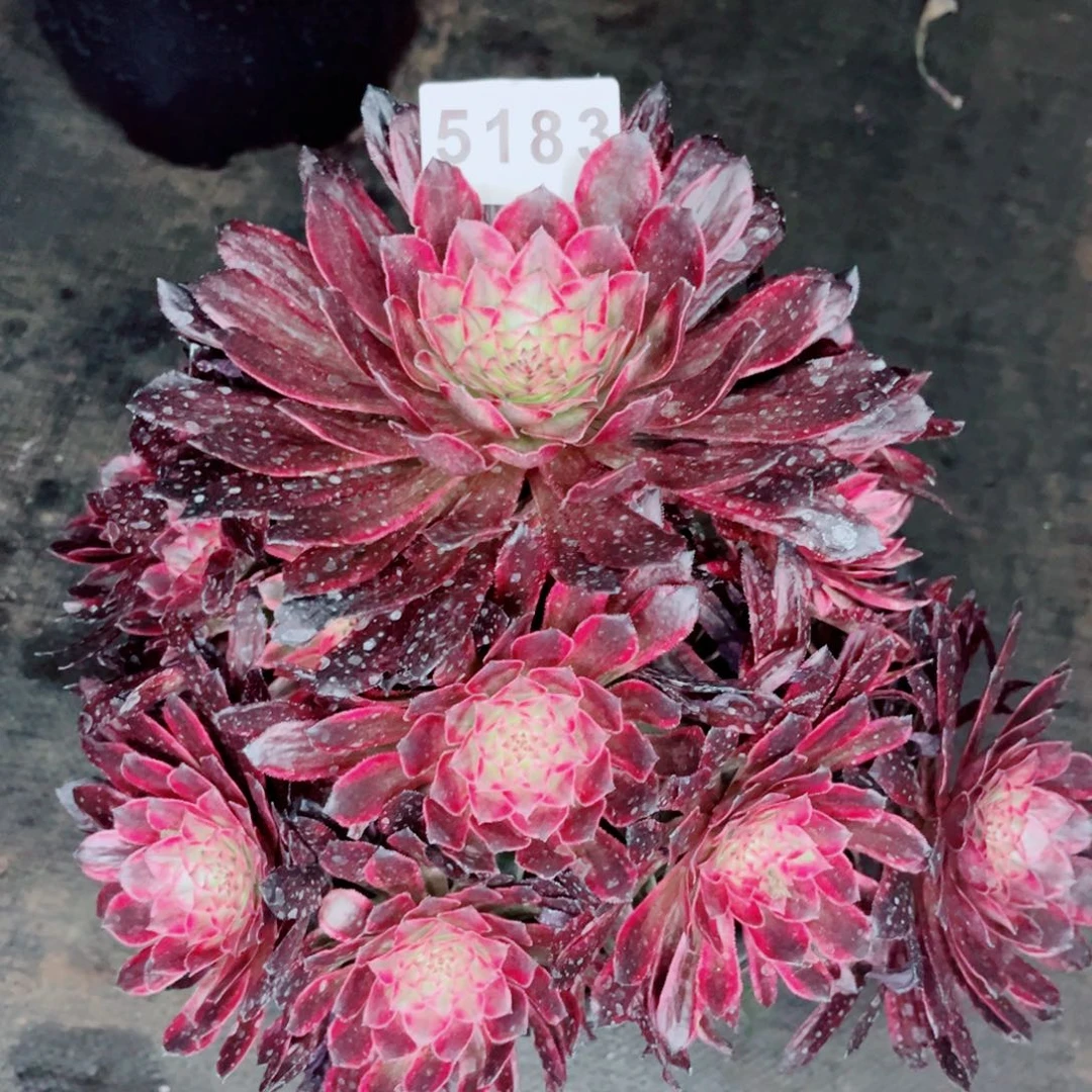 捧花贵妃多肉发货