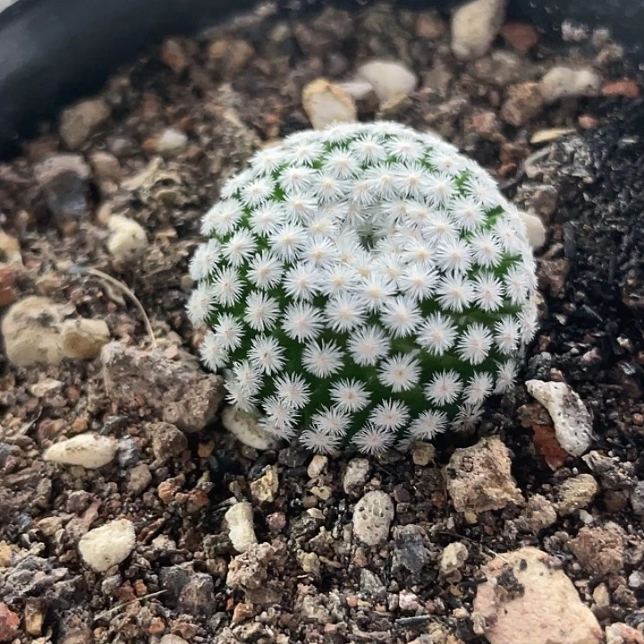 佛头春星自根仙人球