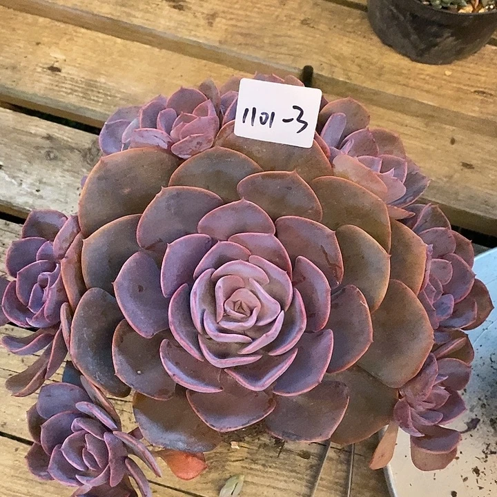 ****️多肉植物尘埃玫瑰1101-3