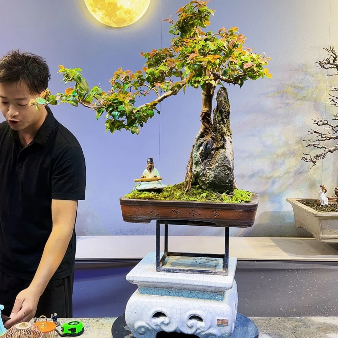 ༺***༻无花朵精品老桩红果树种