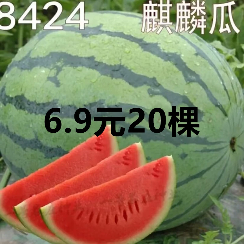 特价西瓜苗20棵家庭版西瓜苗