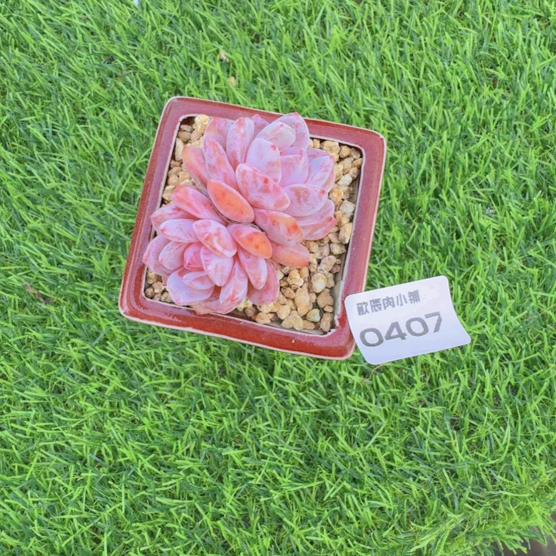多肉植物橙梦露双头带盆0407