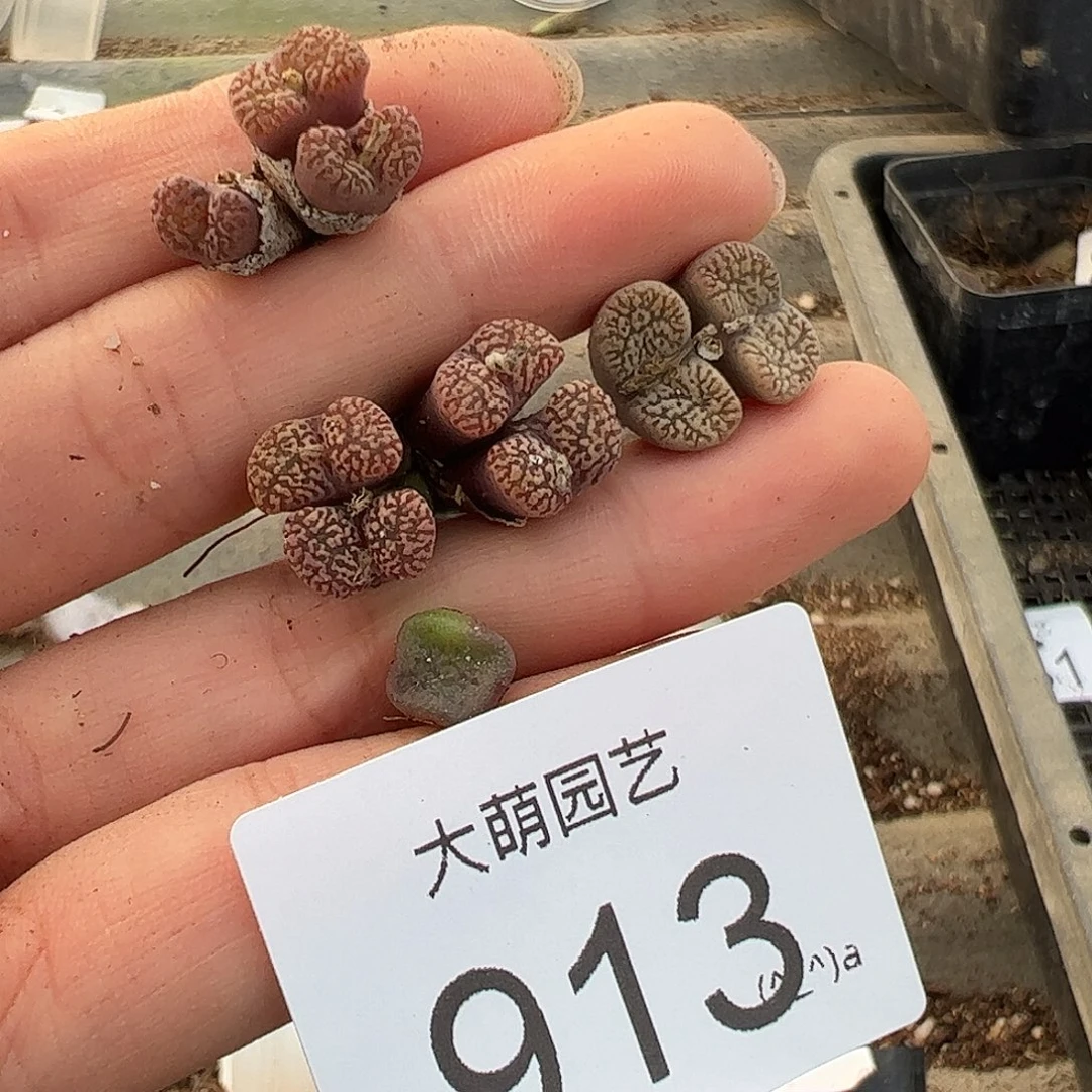 一物一拍。          无售后913