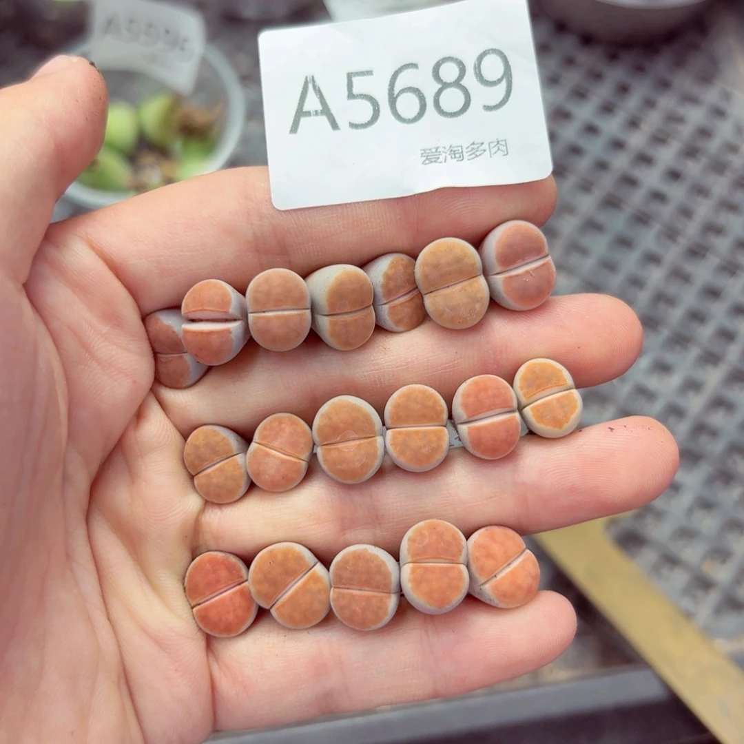 5689—生石花 生石花