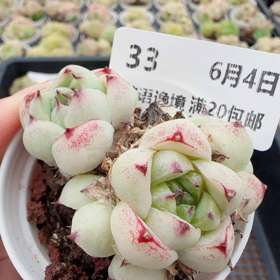 花语逸镜0604-33散