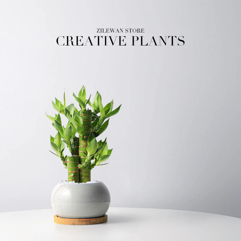 懒人植物富贵竹盆栽步步高室内桌面迷你绿植办公室文昌竹易养护