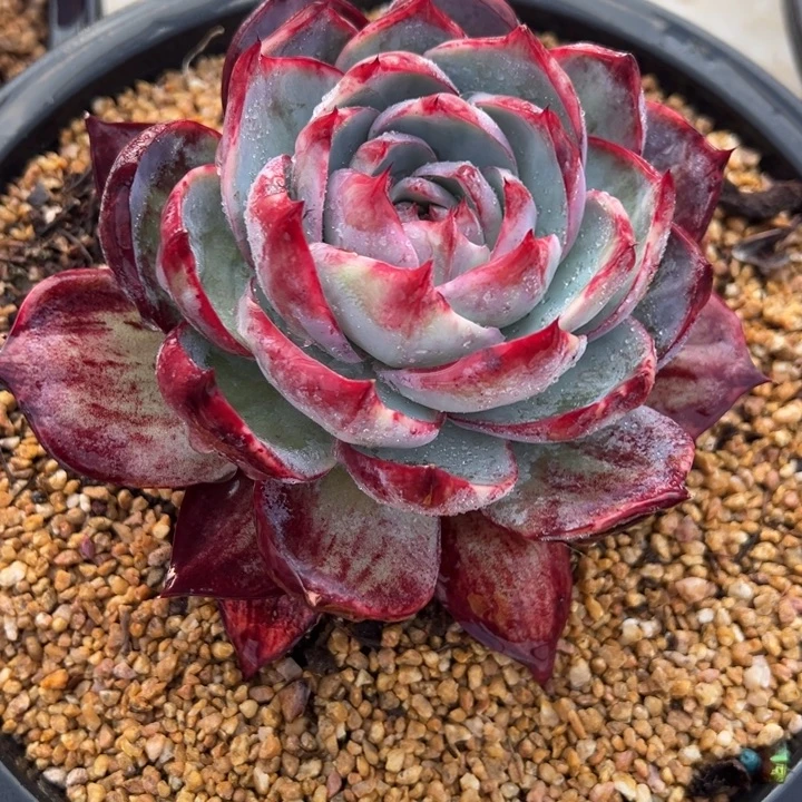 犇***灞83惊鸿仙子 夏鸣园艺