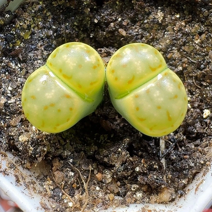 生石花111111。   222