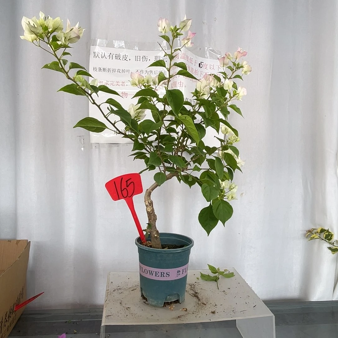 当前无花栽培后可以开花165绿樱桩，清货价