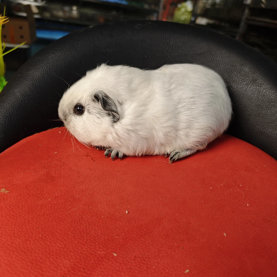 宠物豚鼠白加州妹妹