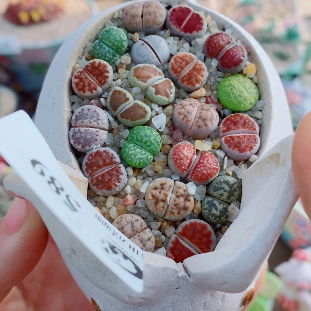 生石花花花花花花花589