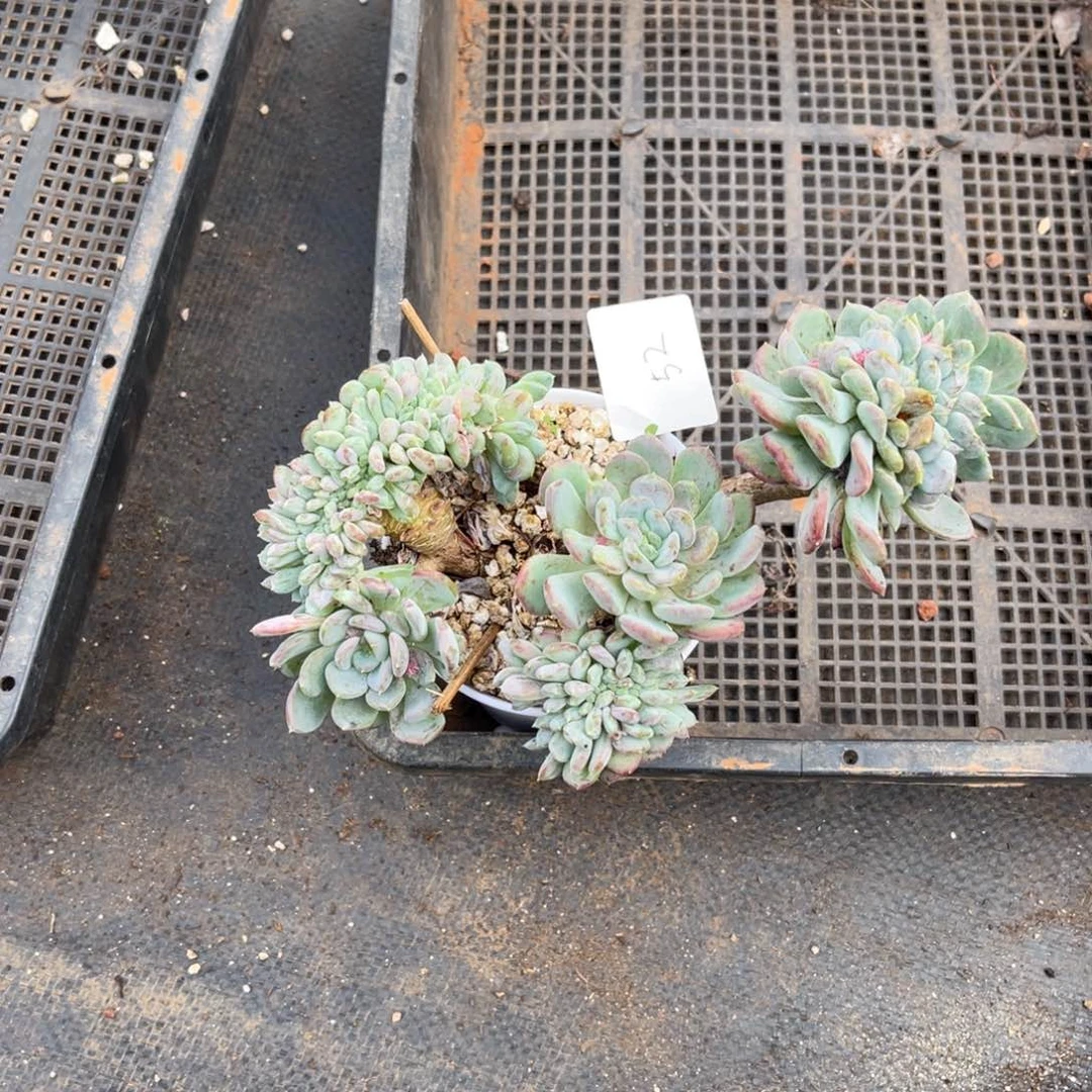 妃**^0052玛瑙缀化植物