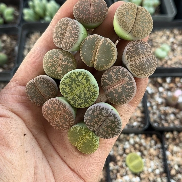 满28包邮 脱土发 紫薰12颗