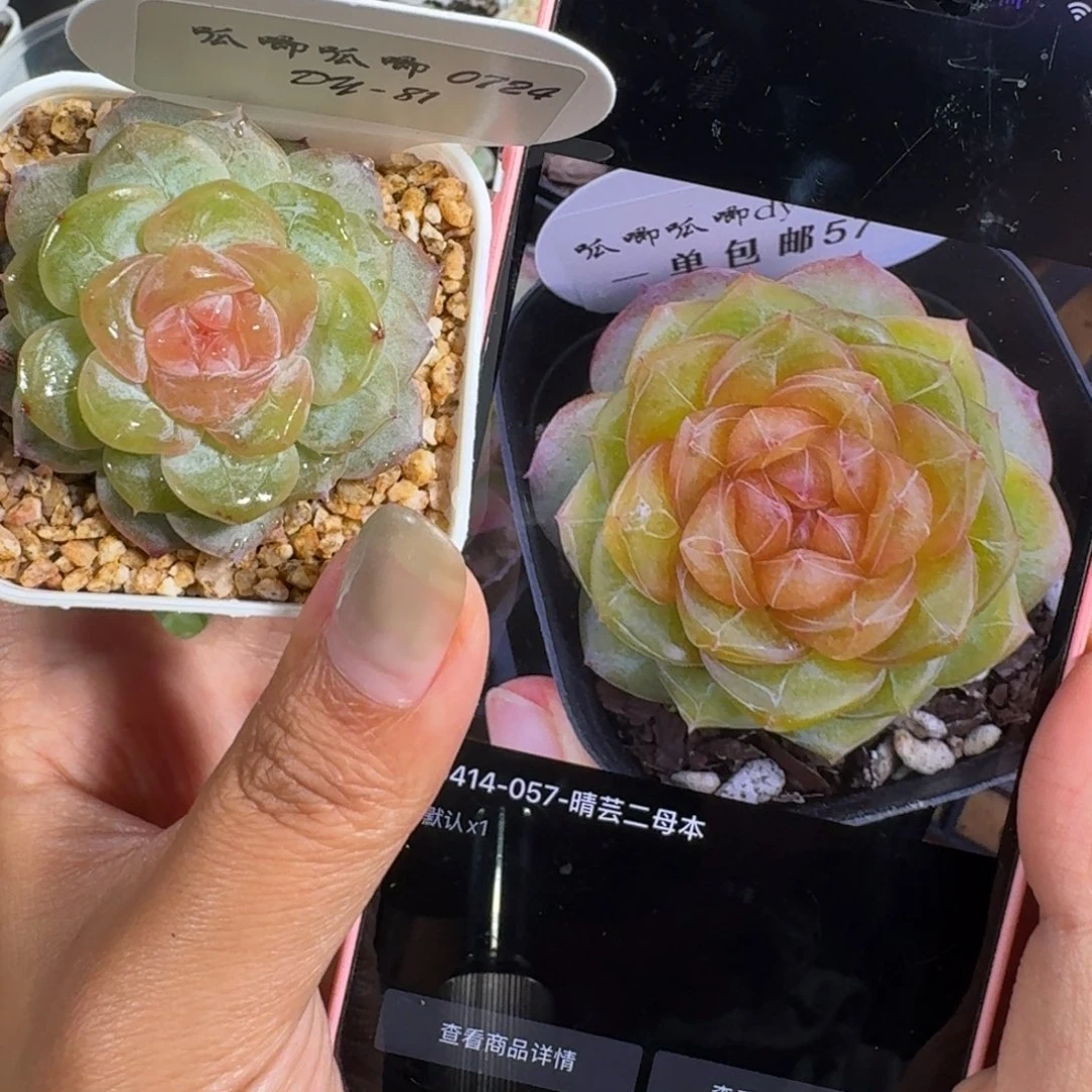 0729-081-晴芸二单头