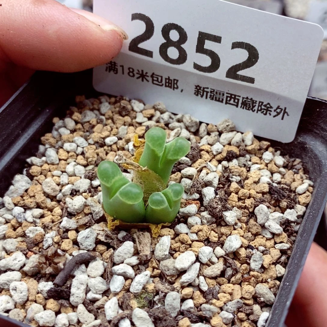 2852。