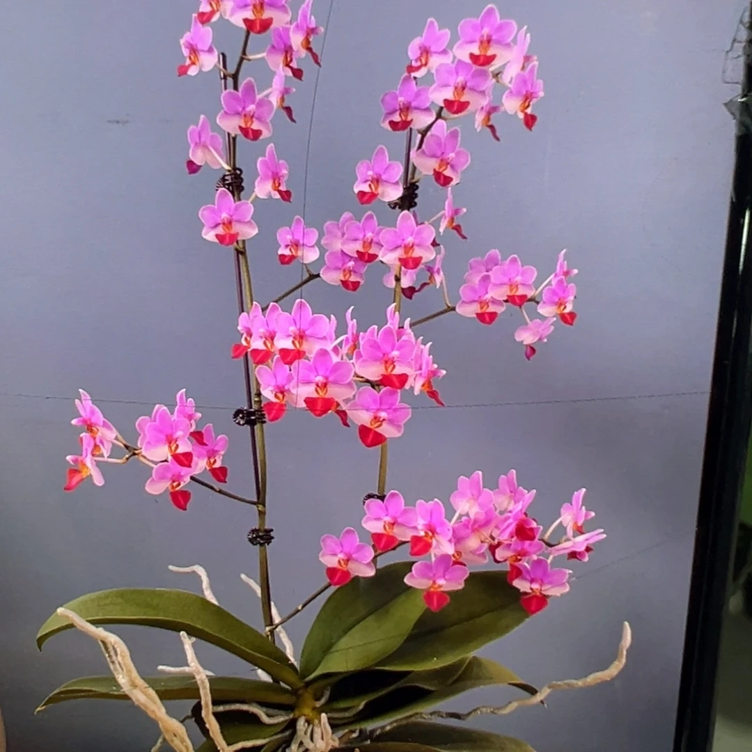 当前无花栽培后可以开花刘氏天使1.7小苗凑单发货一颗不发货