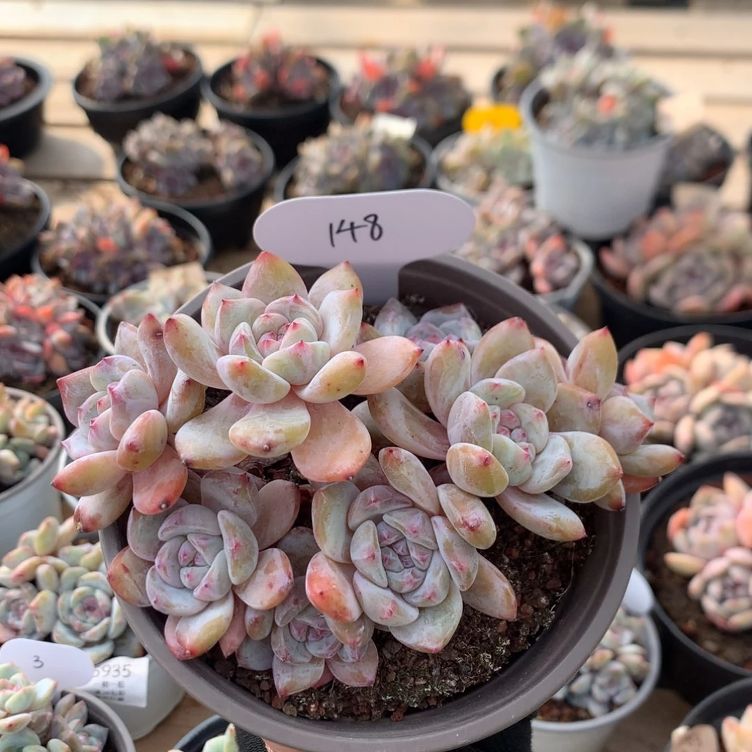 13厘米八头有砍贵妃粉溏心石榴籽 小脸 148