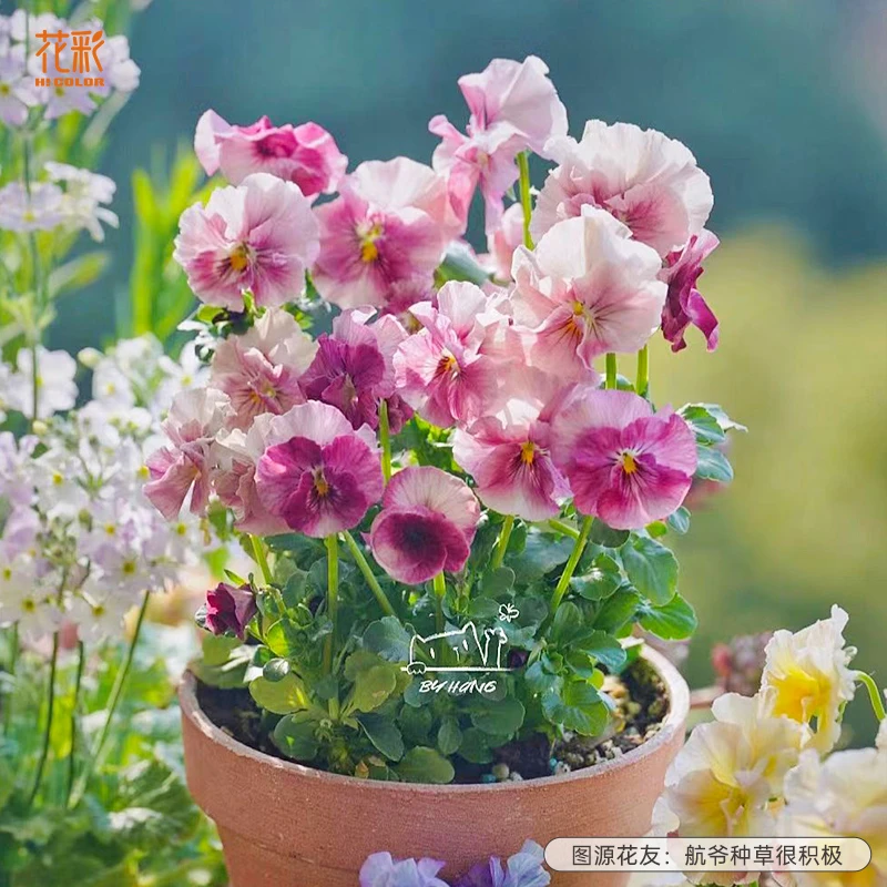 虹越 | 皱边角堇{4盆组合装}耐寒阳台花卉盆栽苗