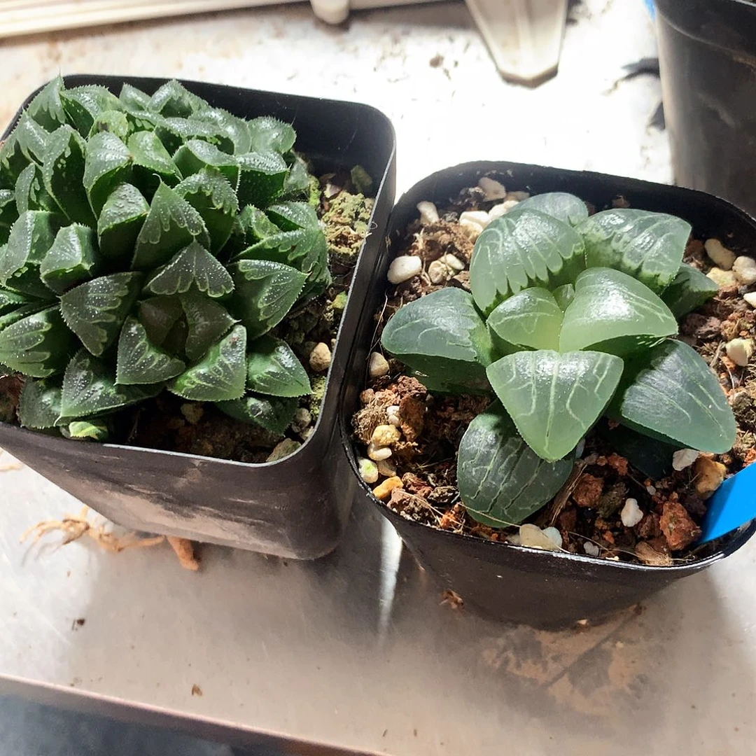 一物一拍，带盆带土