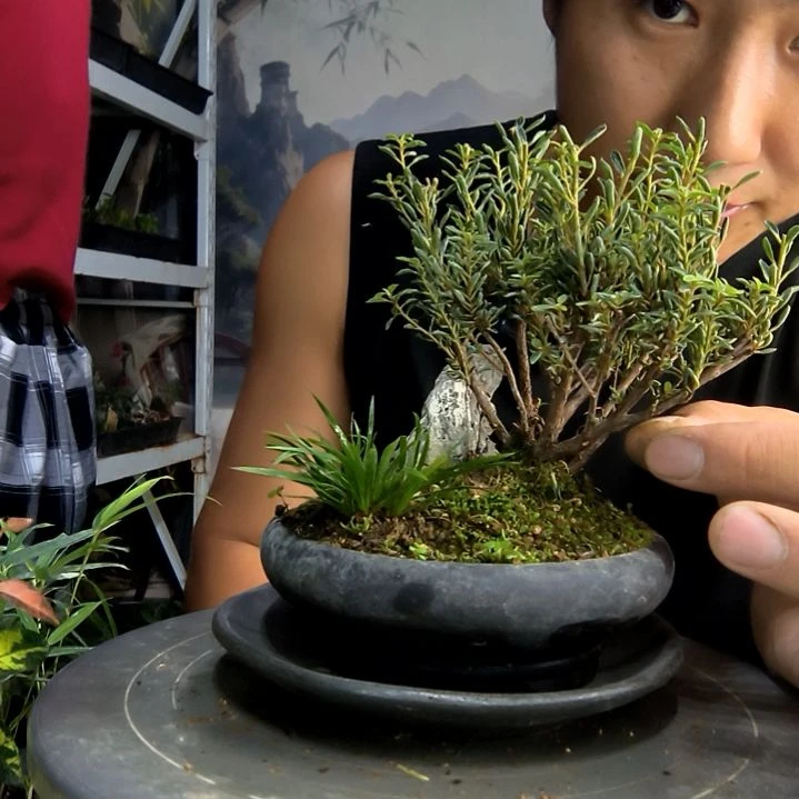 蛋**白中青园艺一物一拍146