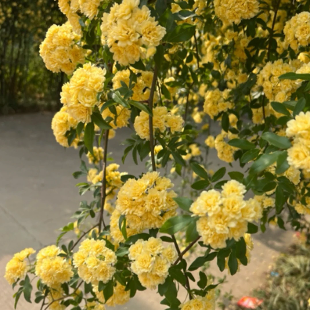 黄木香花苗爬藤植物庭院四季开花浓香盆栽重瓣花卉