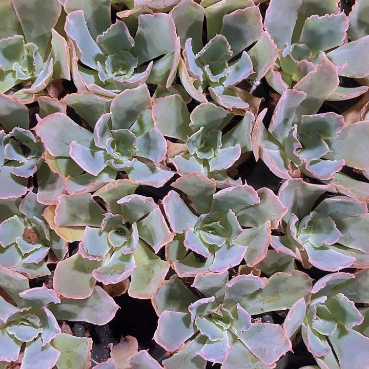 精品晚霞之舞多肉植物