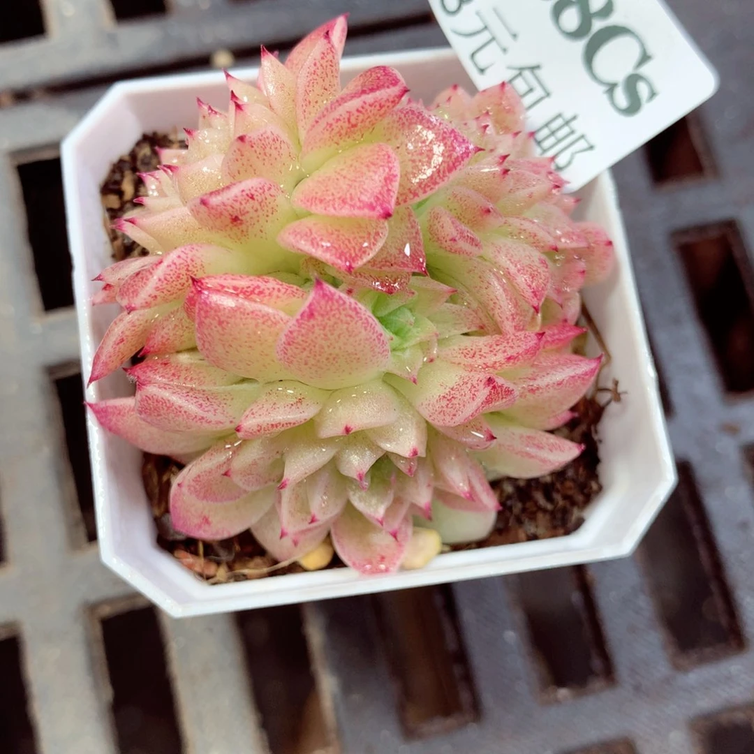 5厘米盆精控多肉488