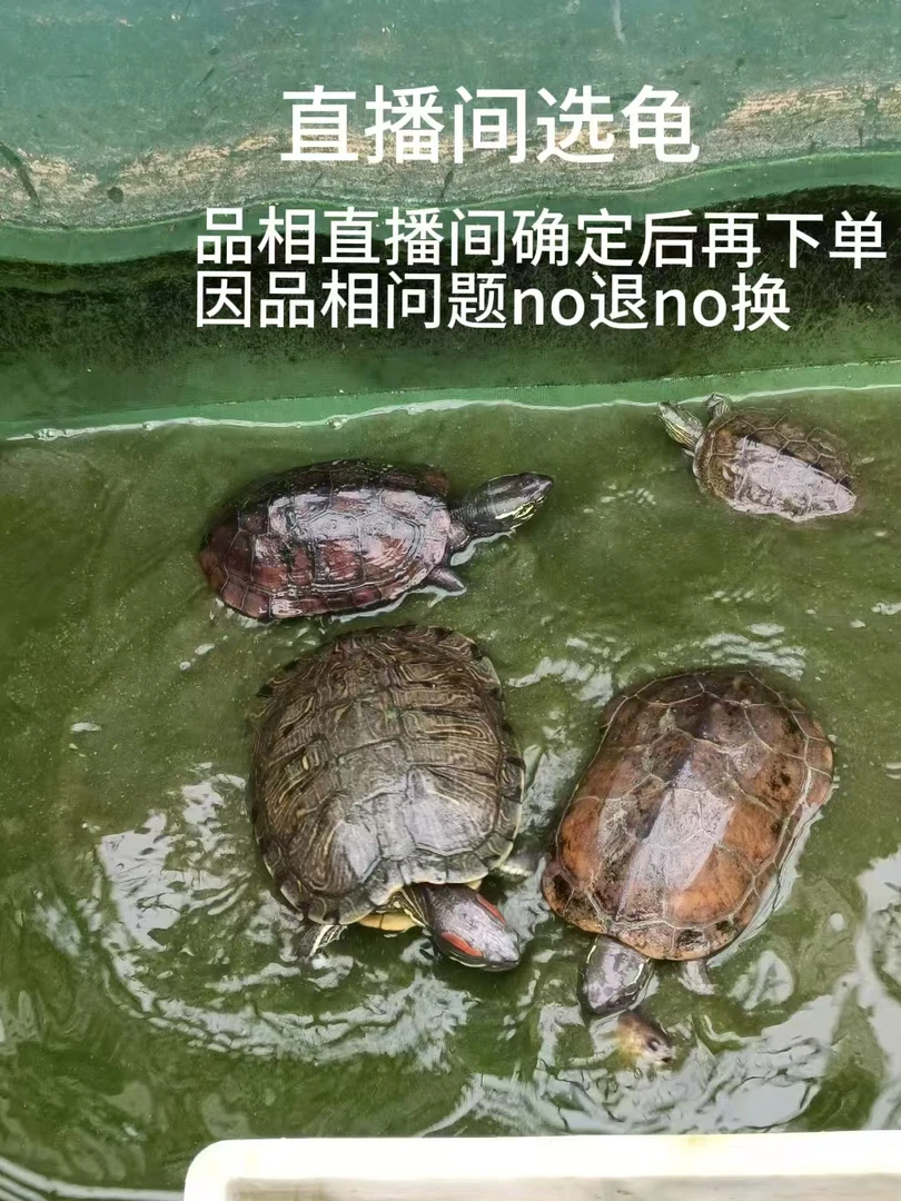 直播间挑选龟链接