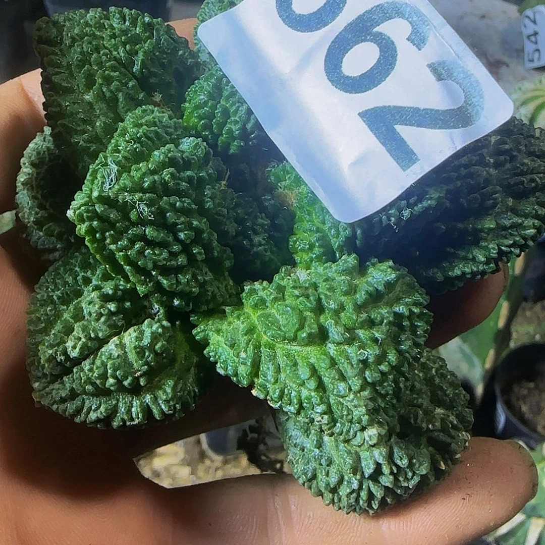 老***司哥斯拉562仙人球开花