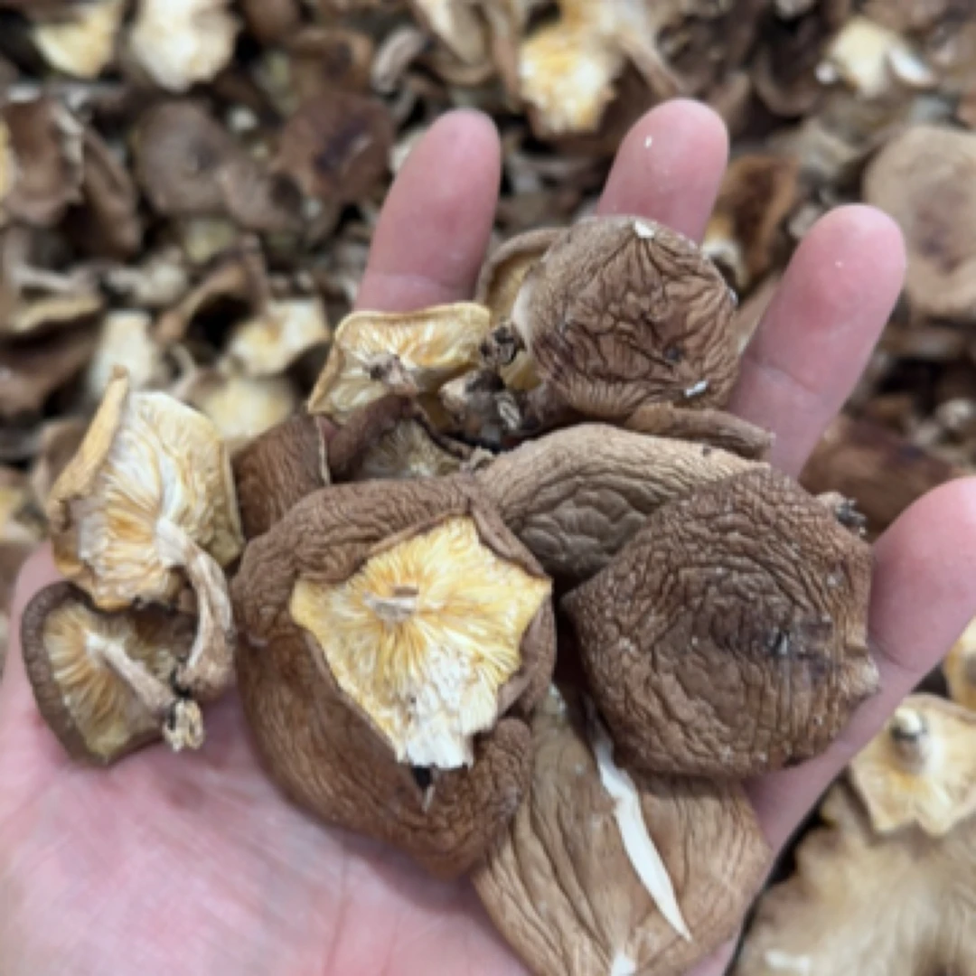 【代收】农家马桑菌.