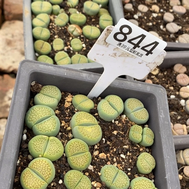 e*e生石花小苗844