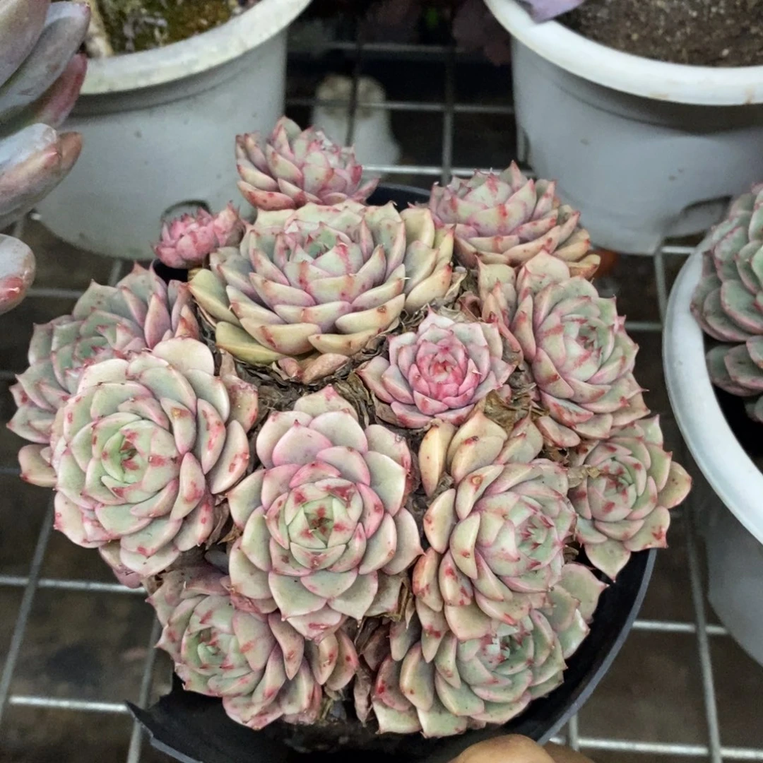 苯巴蒂斯手捧老桩