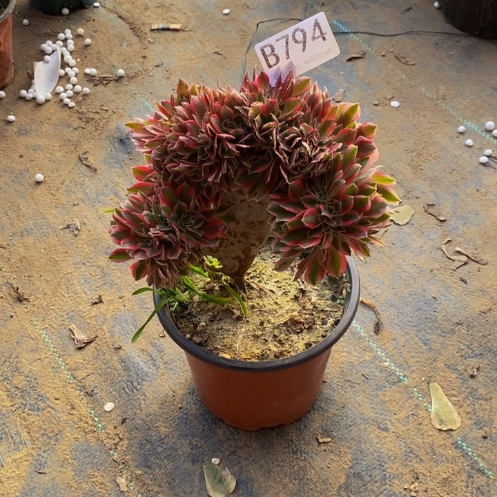 开***好女巫缀794。