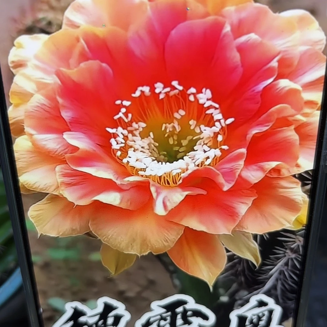 同德雷哦侧牙20包邮仙人球5-6公分20